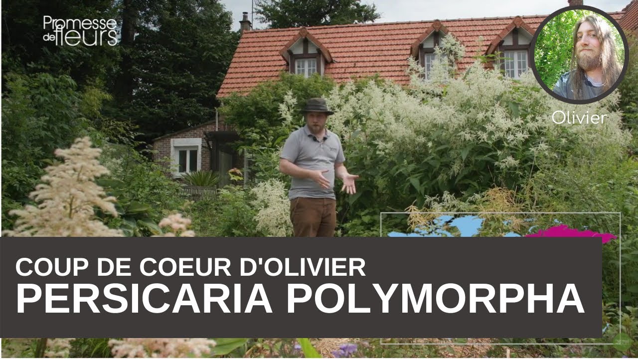 Les coups de coeur d'Olivier : la Persicaria polymorphe