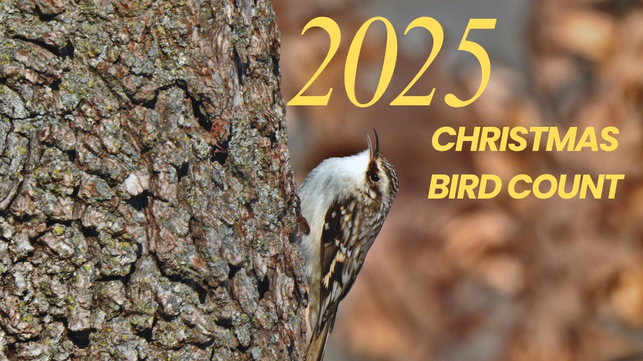Finding Rare Birds On My 2025 Christmas Bird Count!