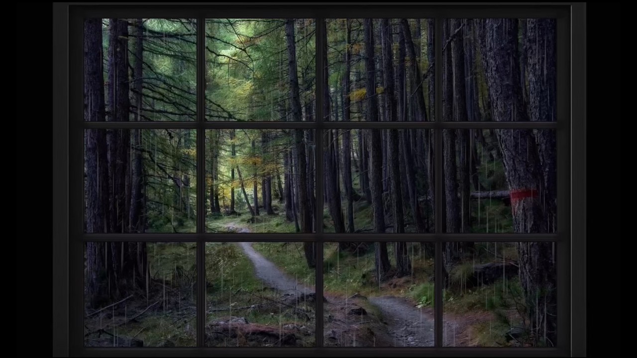 Window View| Rain in the Dark Forest | Calm Rain and Shadowy Trees Ambience