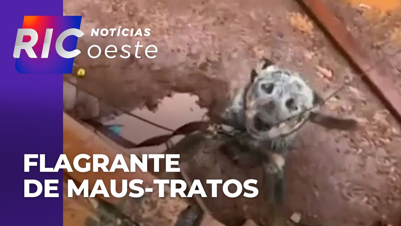 Equipes flagram situação de maus-tratos a animais em Cascavel; moradora foi notificada