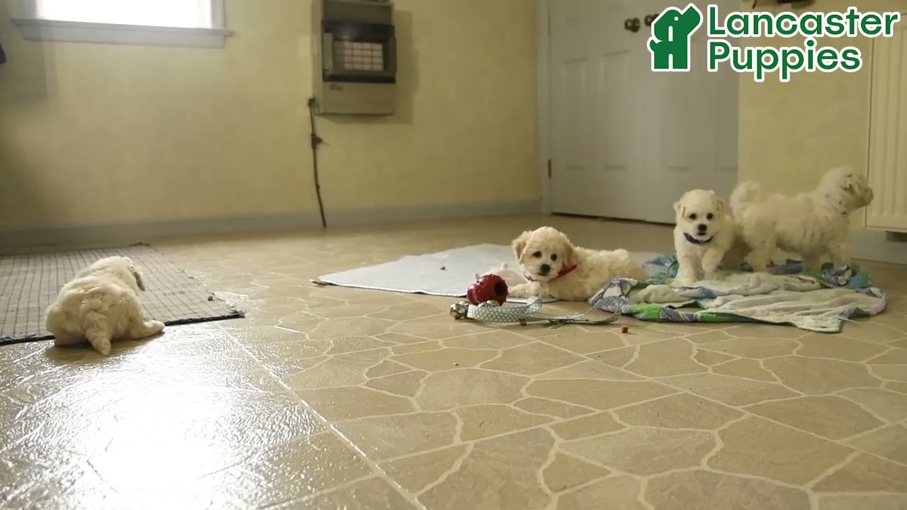 Cute Bichon Frise Puppies