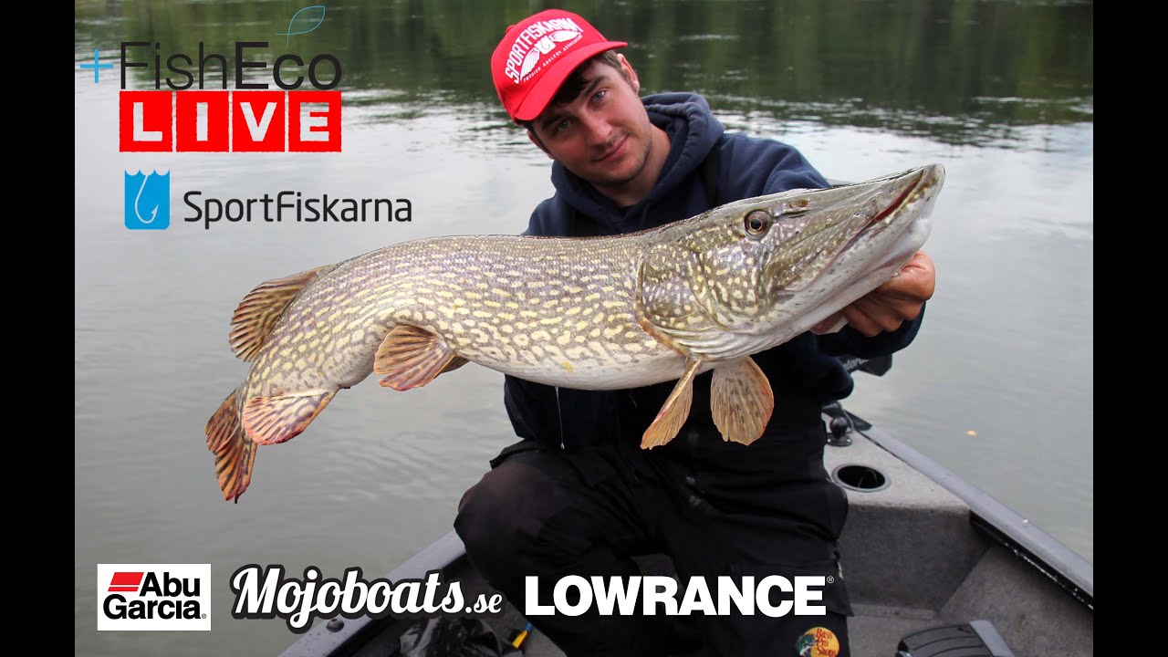 LIVEfiske efter h&ouml;stg&auml;dda med Tobias Fr&auml;nstam!