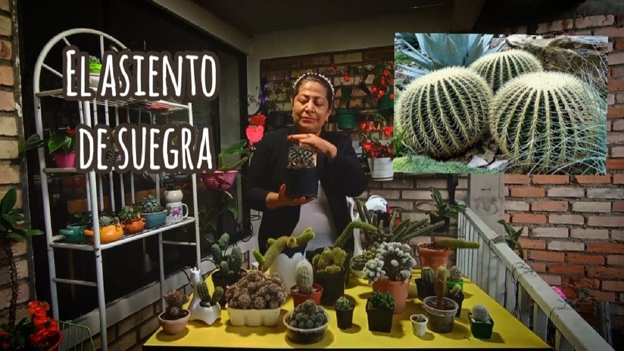 ¿ASIENTO DE SUEGRA? | Cactus, trasplante y cuidados
