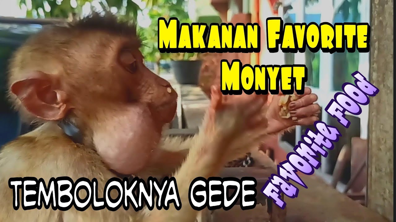 Rahasia makanan terfavorit monyet | favorite food monkey