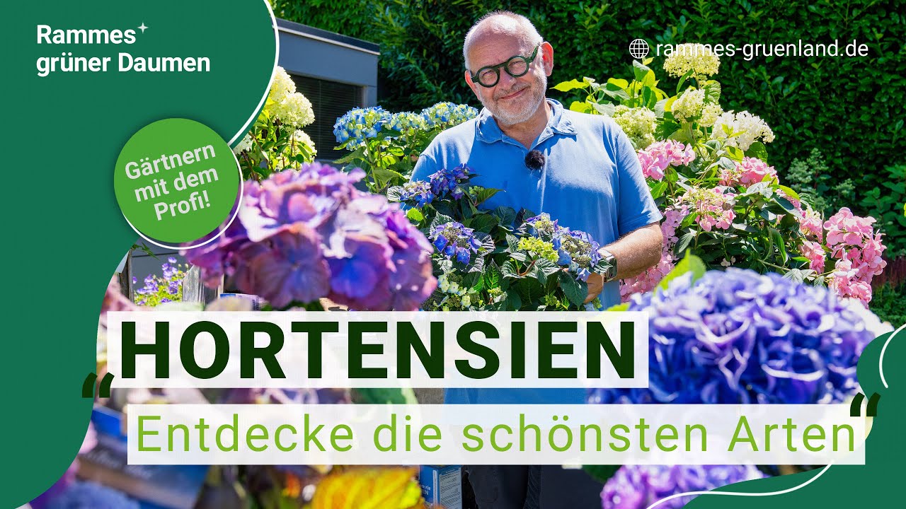 Hortensien &ndash; Entdecke die sch&ouml;nsten Arten