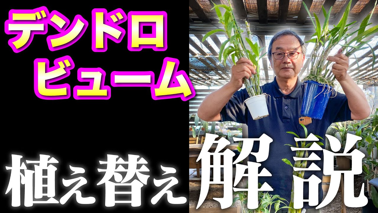 [Orchid] [Dendrobium] How to repot. We will explain how to repot while actually doing the work. [...