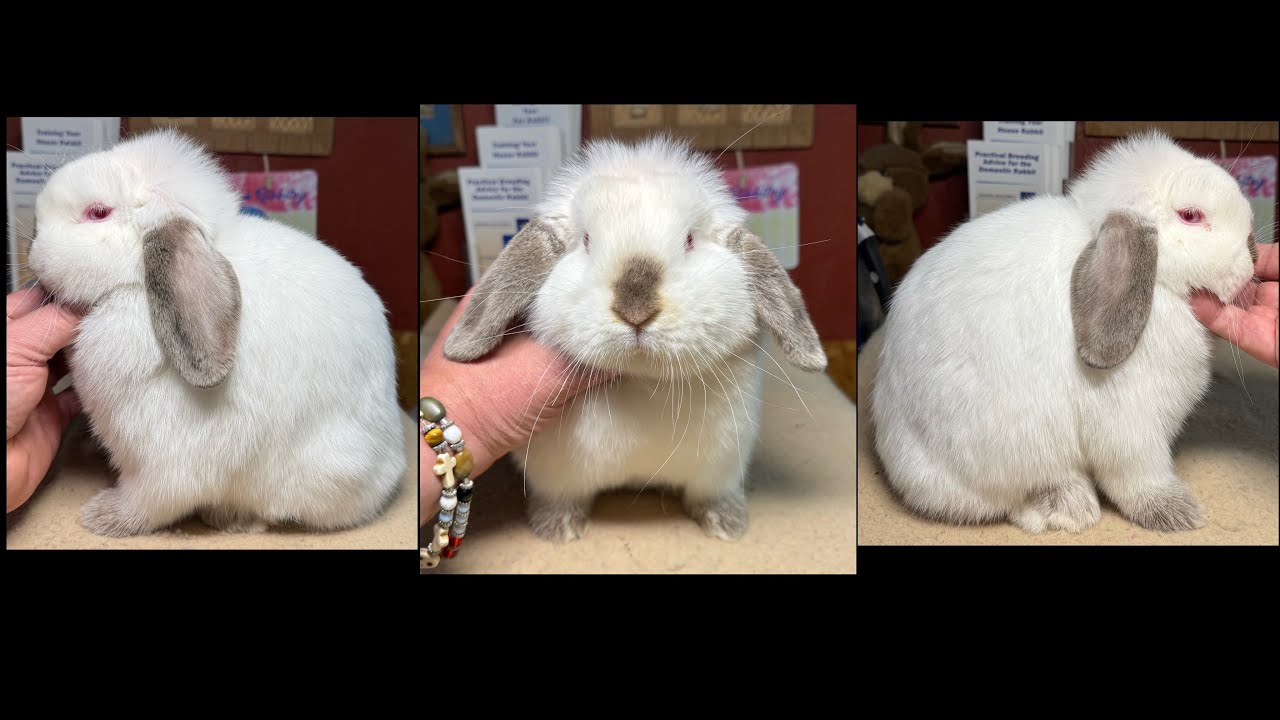 Mountain Brook Ariel Holland Lop Doe 3 Mos 18 Days Old