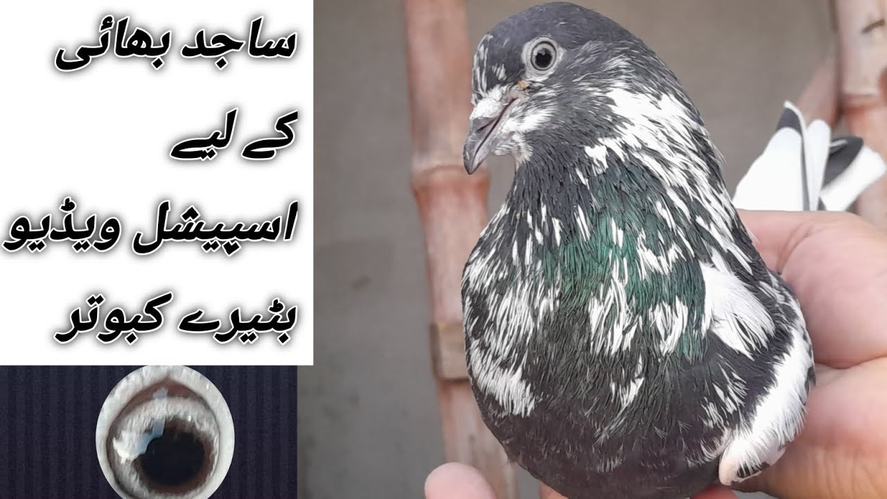 سیالکوٹی اسپیشل ویڈیو ساجد بھائی کے لیے بٹیرے کبوتروں کی ہاؤس 