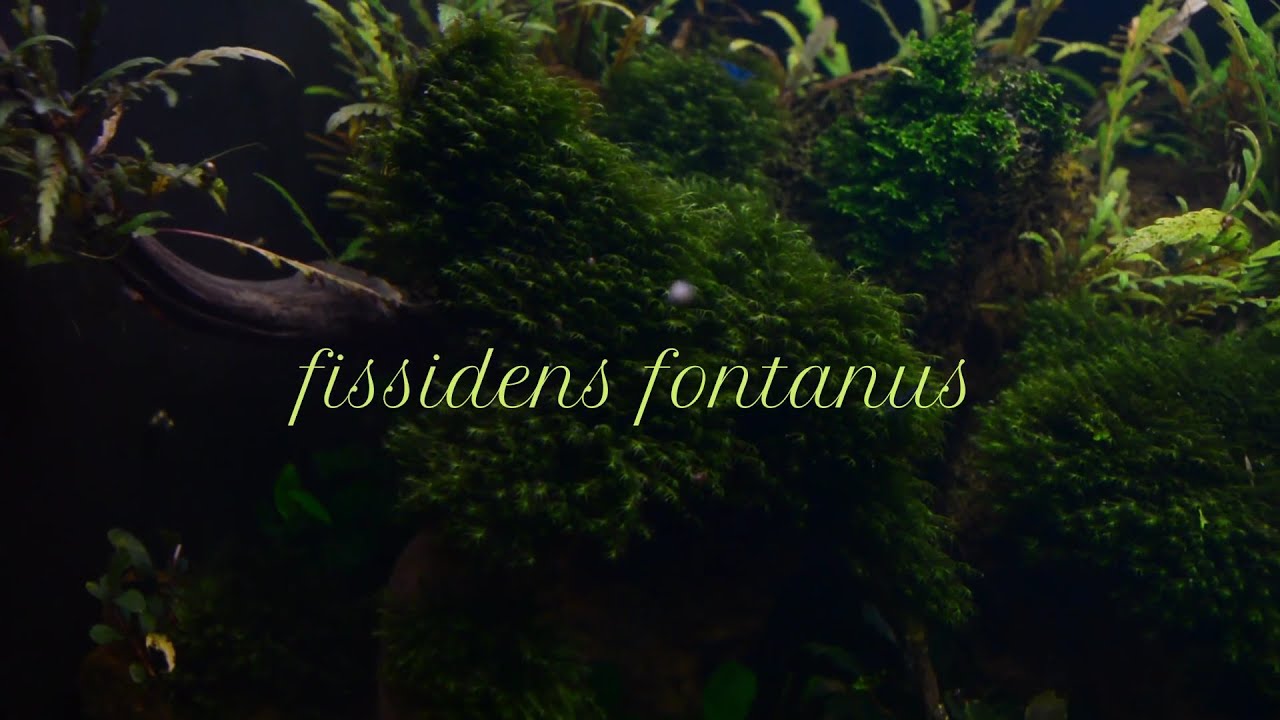 fissidens fontanus aquarium moss