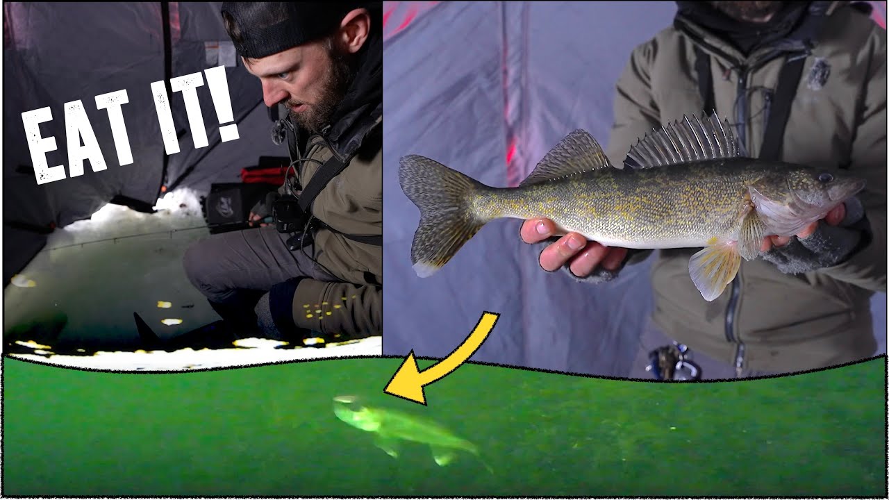 Jigging a TON of Walleyes Ice Fishing + UNDERWATER CAMERA