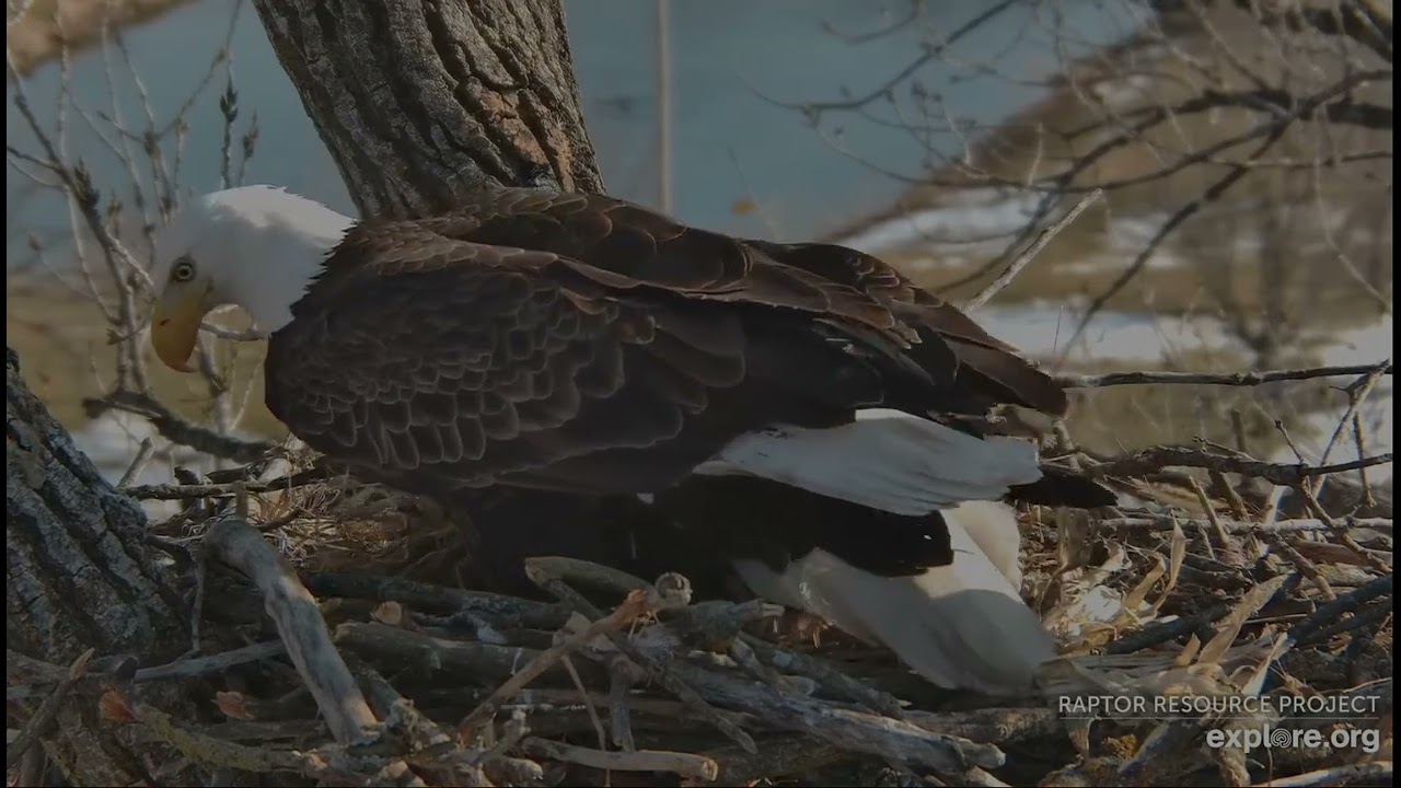 Decorah Eagles 3-5-26, 3:40 pm HD in with grasses, HM2 up & out