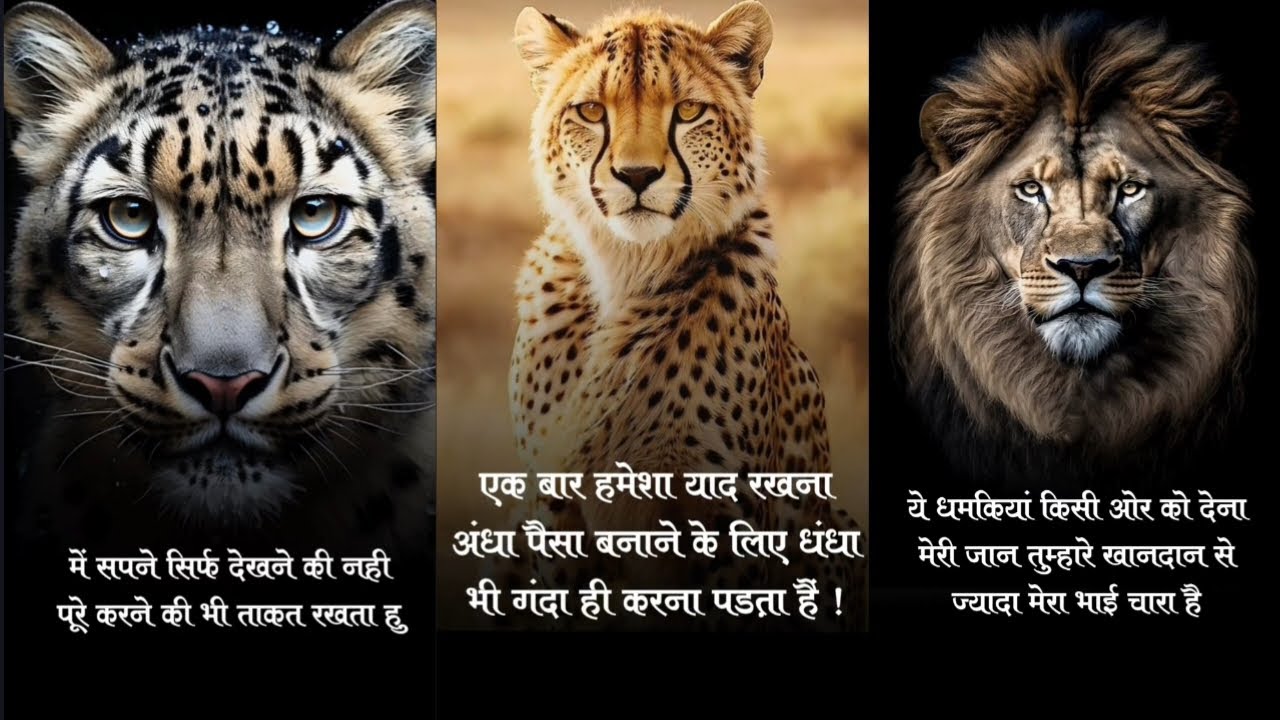 lion shayari l sher ki shayari l shayari l lion attitude status l sher shayari l attitude status l