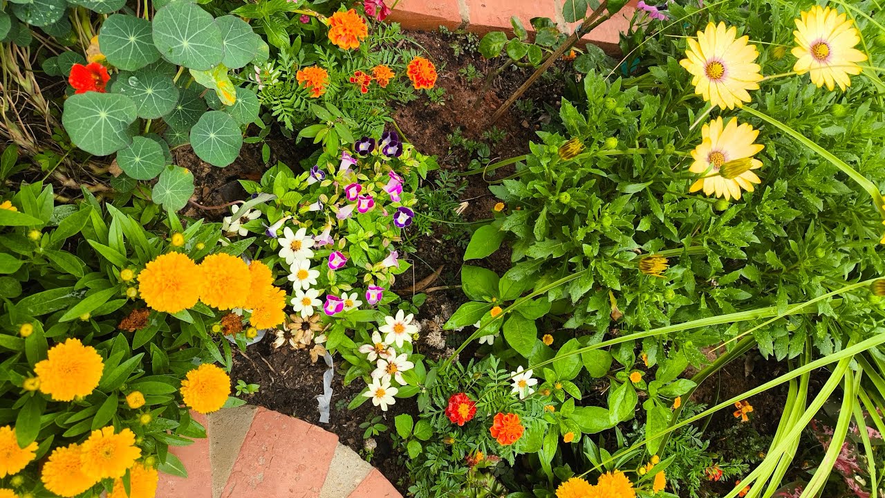 As flores que vale a pena cultivarmos no jardim 🪻🌺☀️