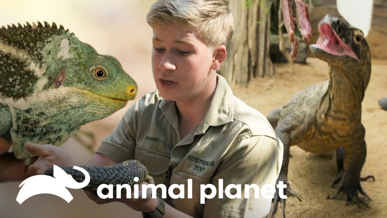 6 répteis que você precisa conhecer | A Família Irwin | Animal Planet Brasil