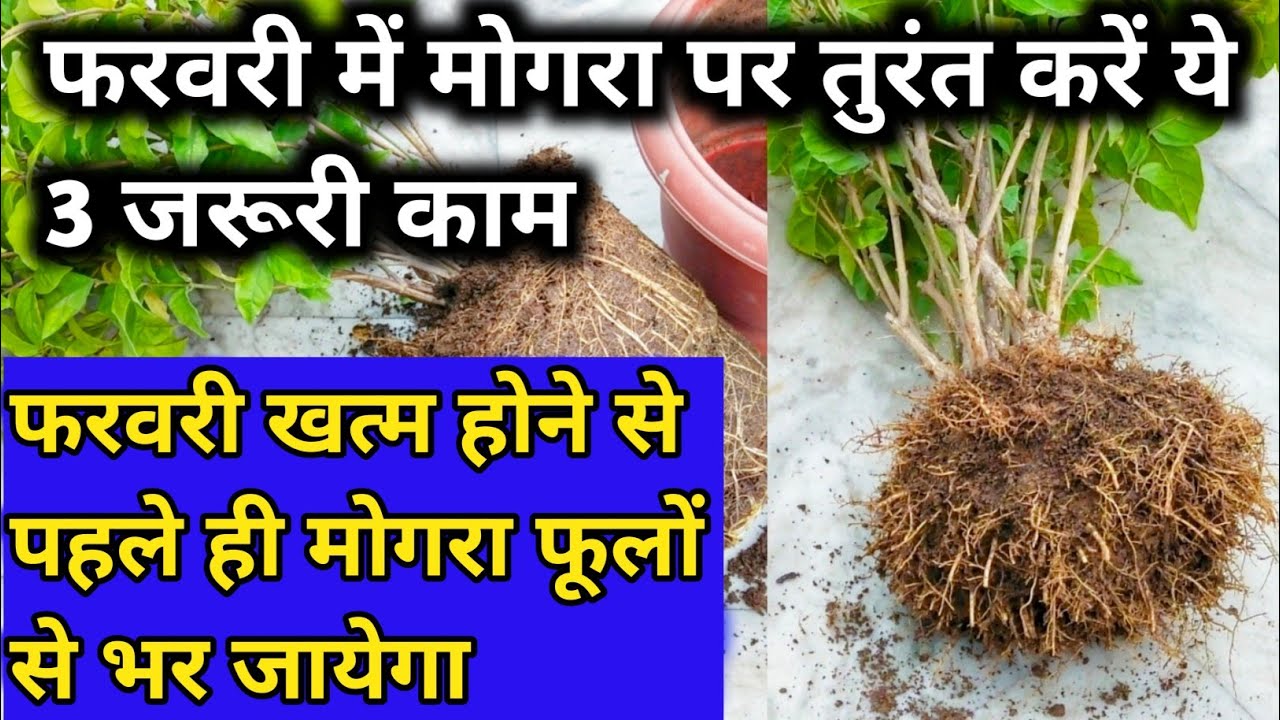फरवरी में तुरंत करें मोगरा पर ये काम.February month care & fertilizer for mogra plant.Gardening.