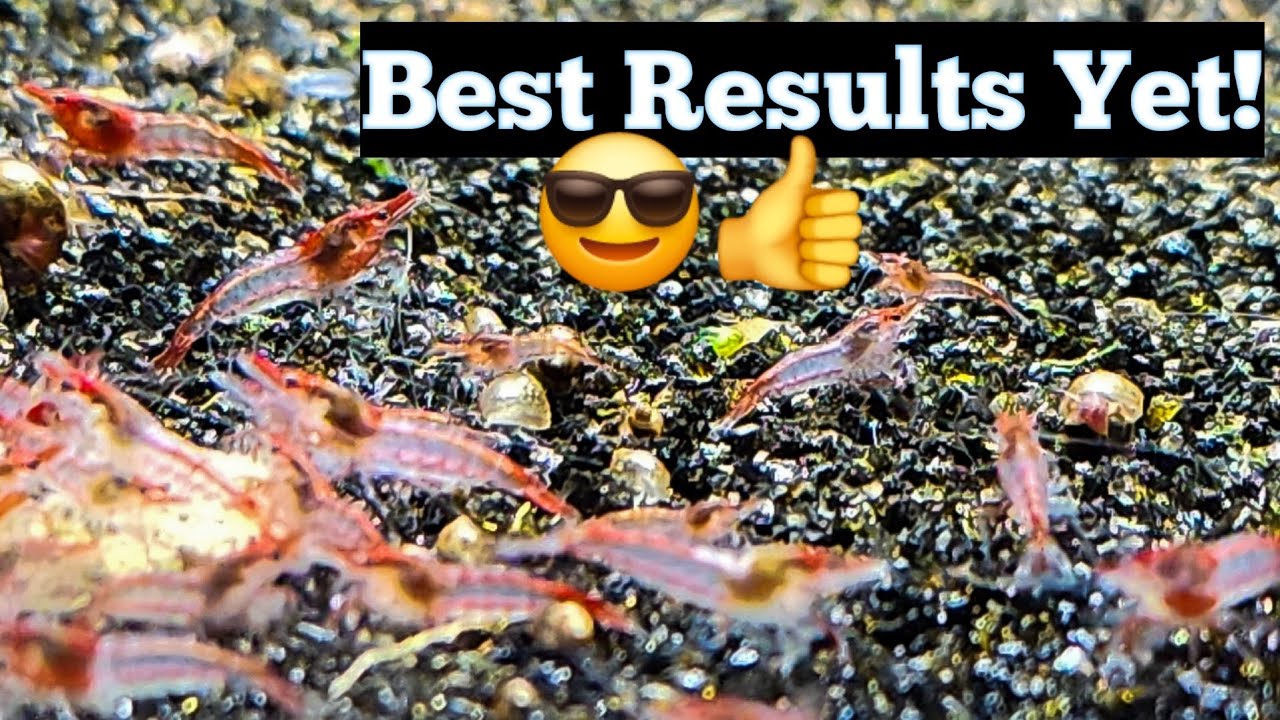 Mixing Shrimp Colors Experiment - Best Results Yet!