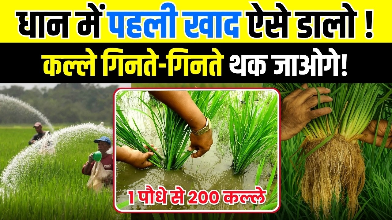 धान में पहला चमत्कारी खाद | dhan me kalle kaise badhaye | dhan me pahli khad me kya dale | Dhan
