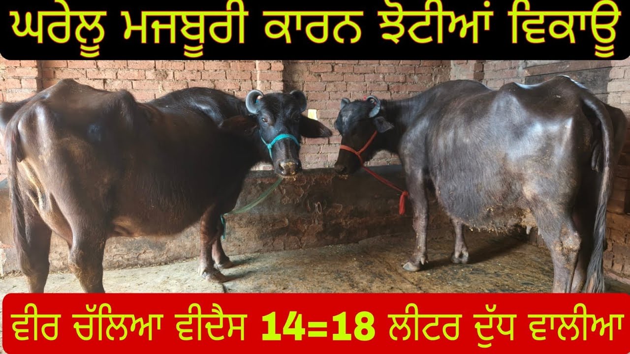 ਫ਼ੋਨ 70873-38104 ਘਰੇਲੂ ਮਜਬੂਰੀ ਕਾਰਨ ਜਾਇਜ਼ ਰੇਟ ਵਿੱਚ ਝੋਟੀਆਂ ਵਿਕਾਊ ਲੁੱਟ ਲਓ ਮੇਲਾ 