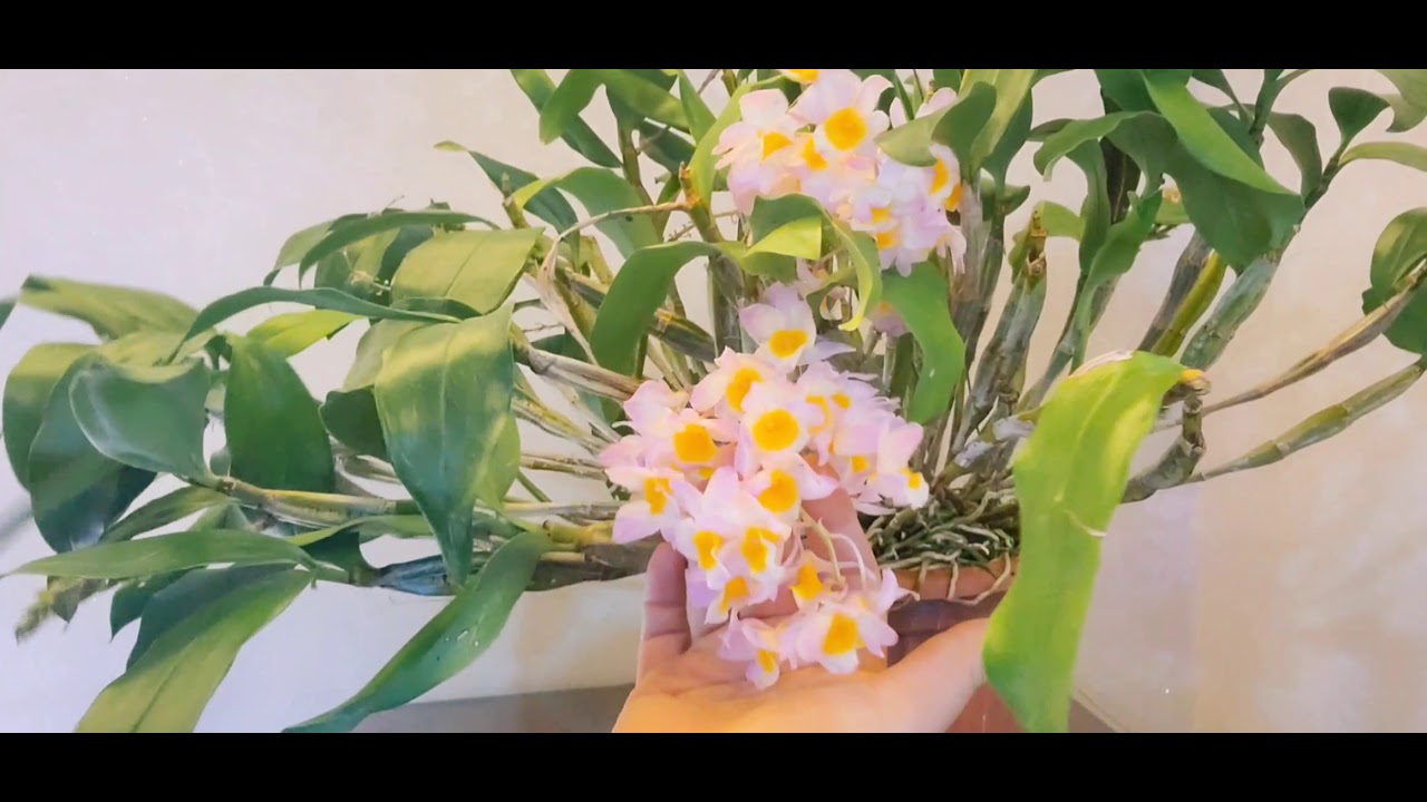 #덴드로비움파메리#시냇물농원#강원도춘천