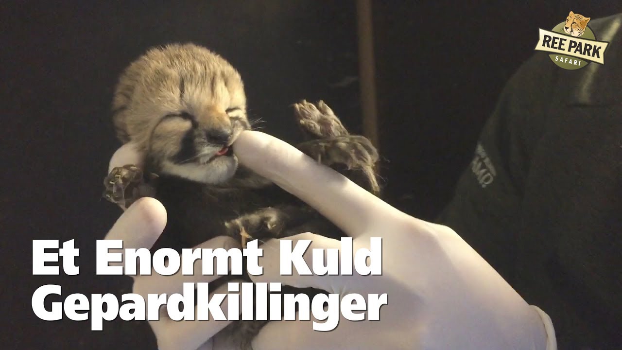 Et Enormt kuld Gepardkillinger