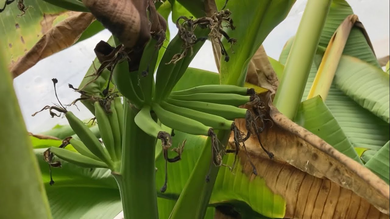 Myślę że jest to banan Musa Acuminata .