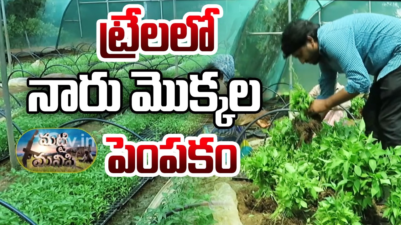 Tray Nursery Seedling Cultivation | ట్రేలలో నారు మొక్కల పెంపకం | Matti Manishi | 10TV