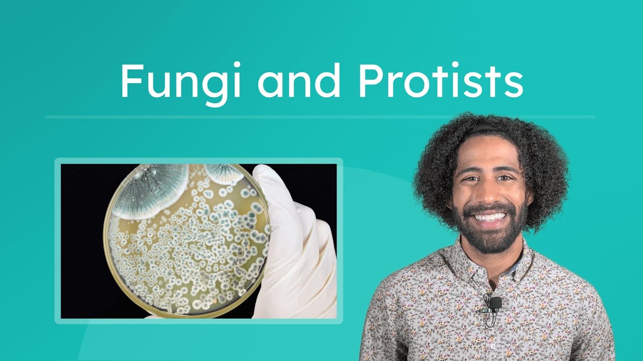 Fungi and Protists - Characteristics and Importance of Protists and Fungi
