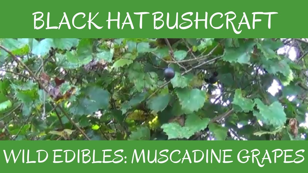 Muscadine Grapes: Wild Edibles
