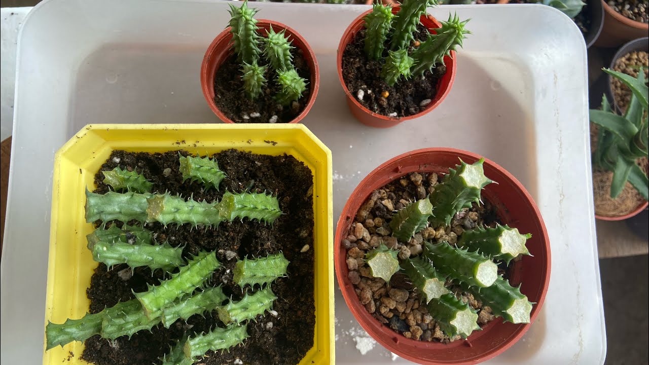 Propagate Huernia Succulent
