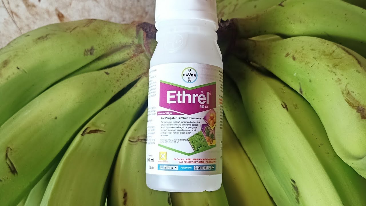 cara pematangan pisang menggunakan ethrel mantap