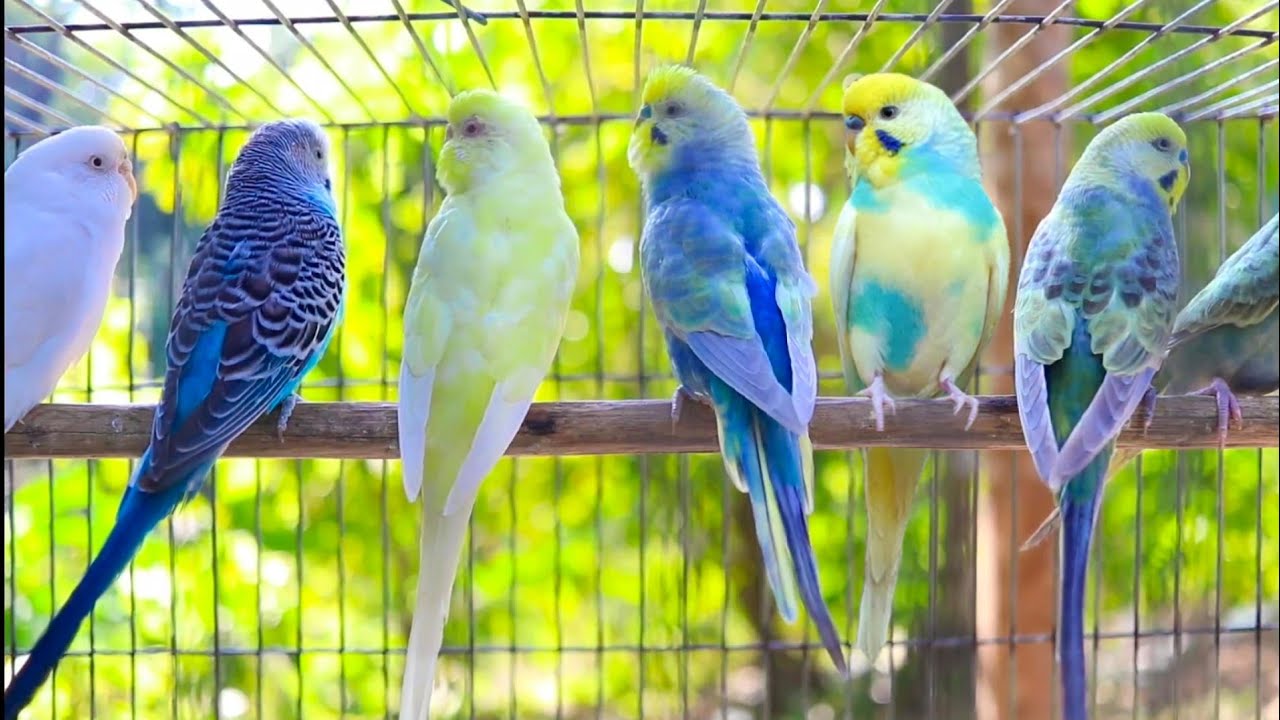 NEW The BEST PARAKEETS SOUNDS 12 Hours for your birds to listen to with MUSIC