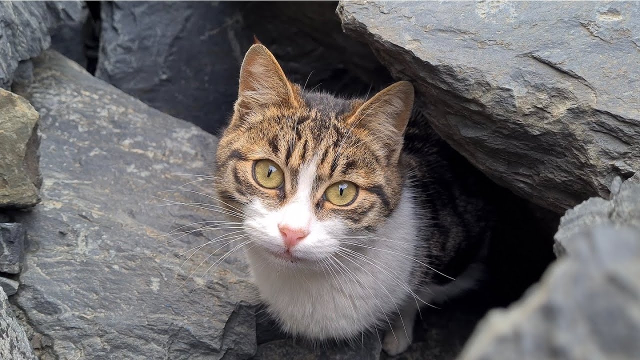 This is such a place that a cat emerges from under every rock.