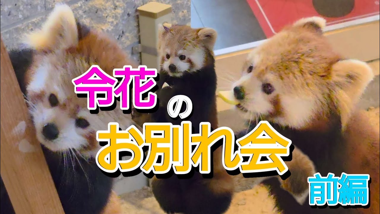 【レッサーパンダの令花（レイファ）のお別れ会　前編】～Nishiyama Zoo red pandas～