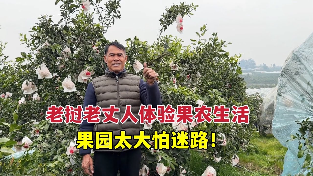 老挝爸爸在中国体验果农生活，中国女婿家果园真大！差点迷路
