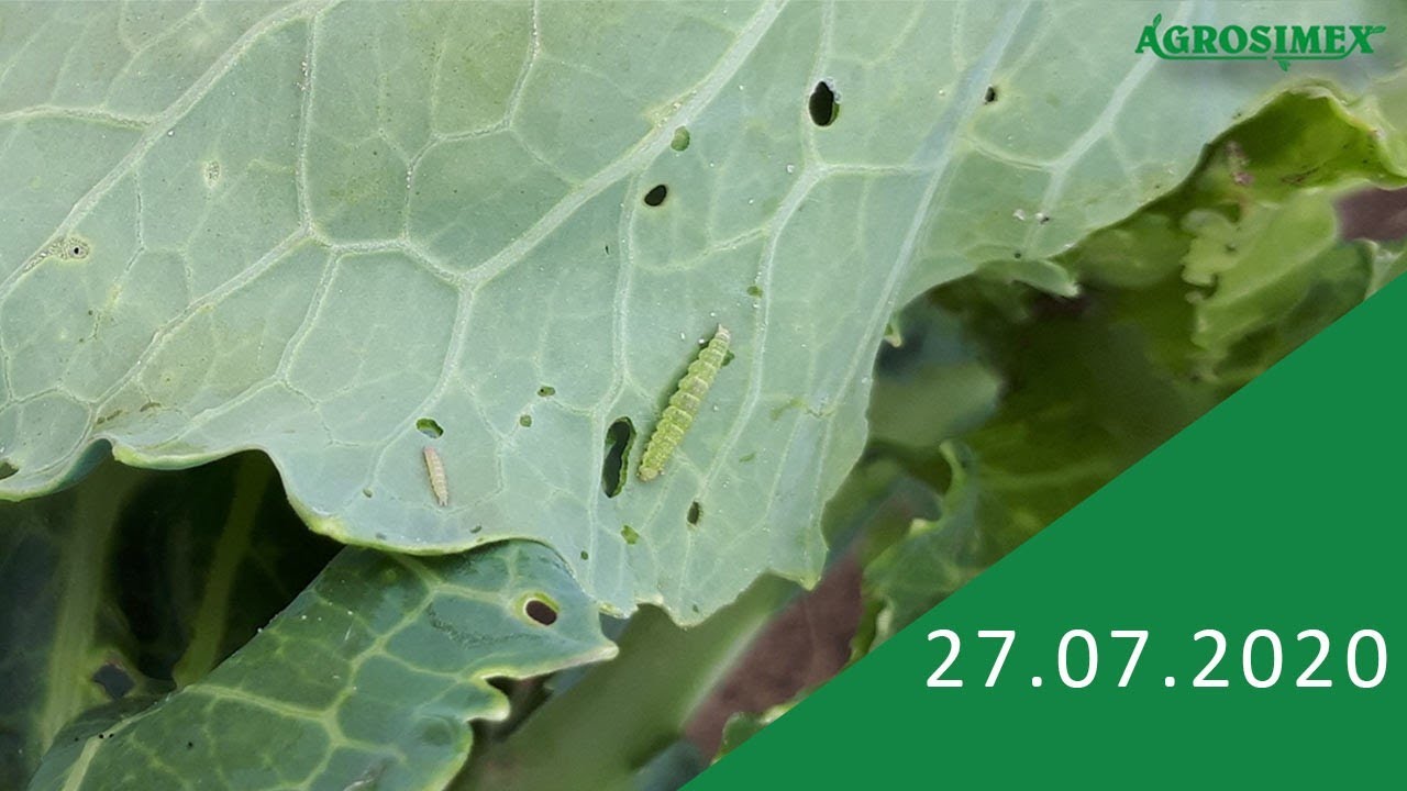 Zwalczanie szkodników kapusty  - komunikat warzywniczy Agrosimex