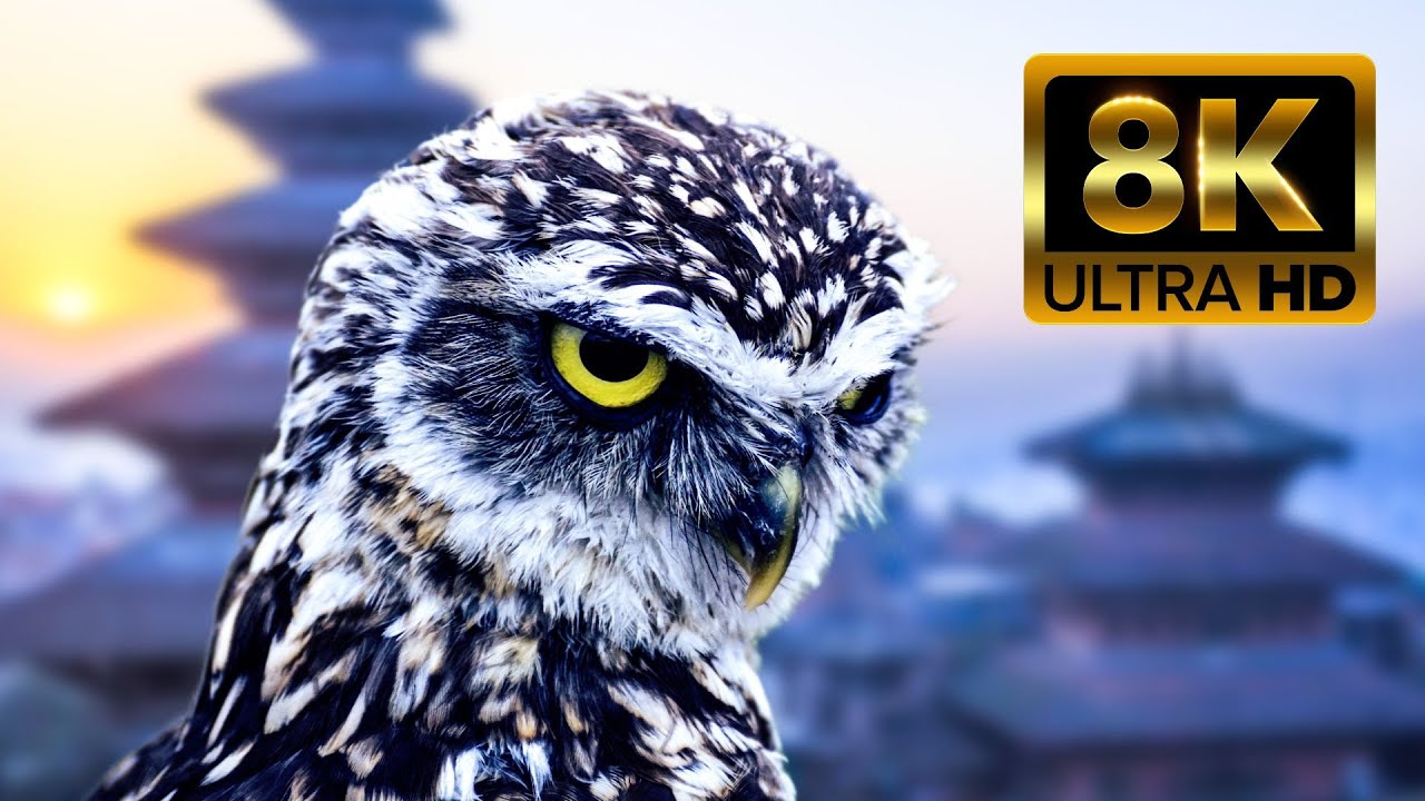 Owl Amazing Bird | Owl 4k ULTRA HD Beautiful Scenes | Safe Animal Life
