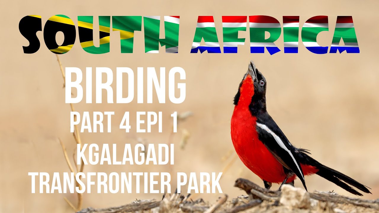 Birding in South Africa Part 4 Kgalagadi Transfontier Park Epi 1