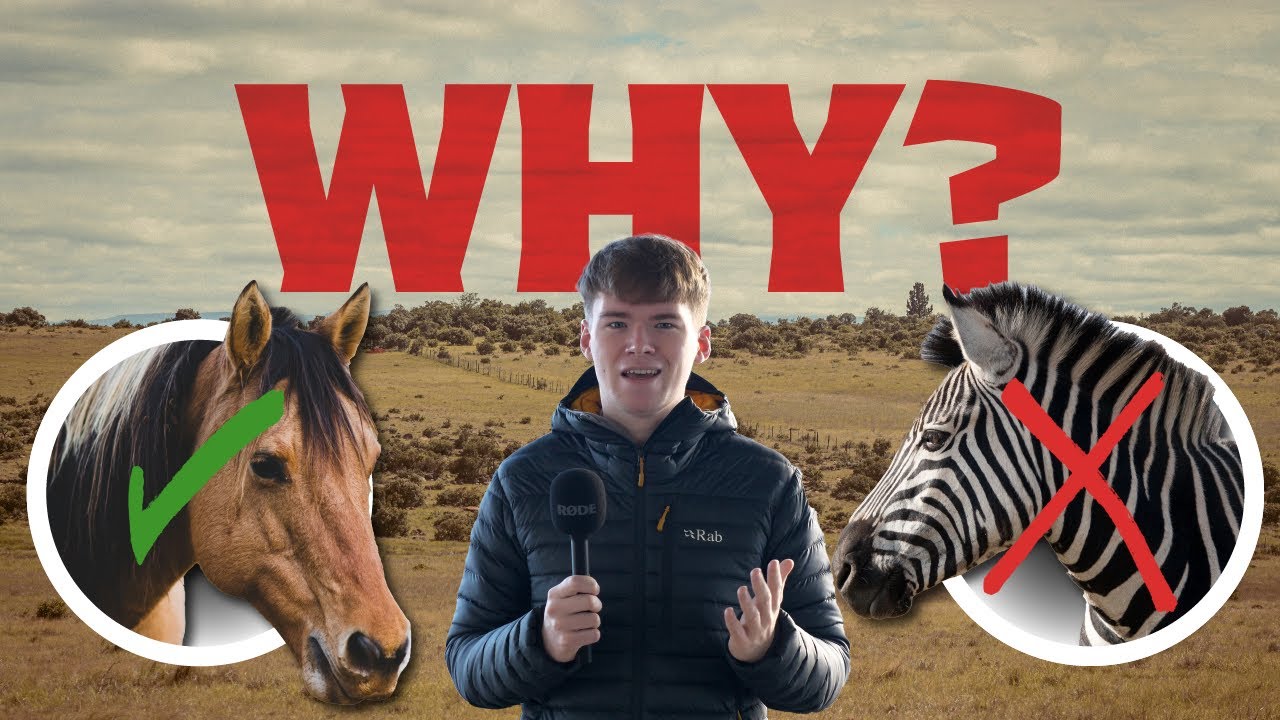 Why CAN We Ride HORSES and Not ZEBRAS?
