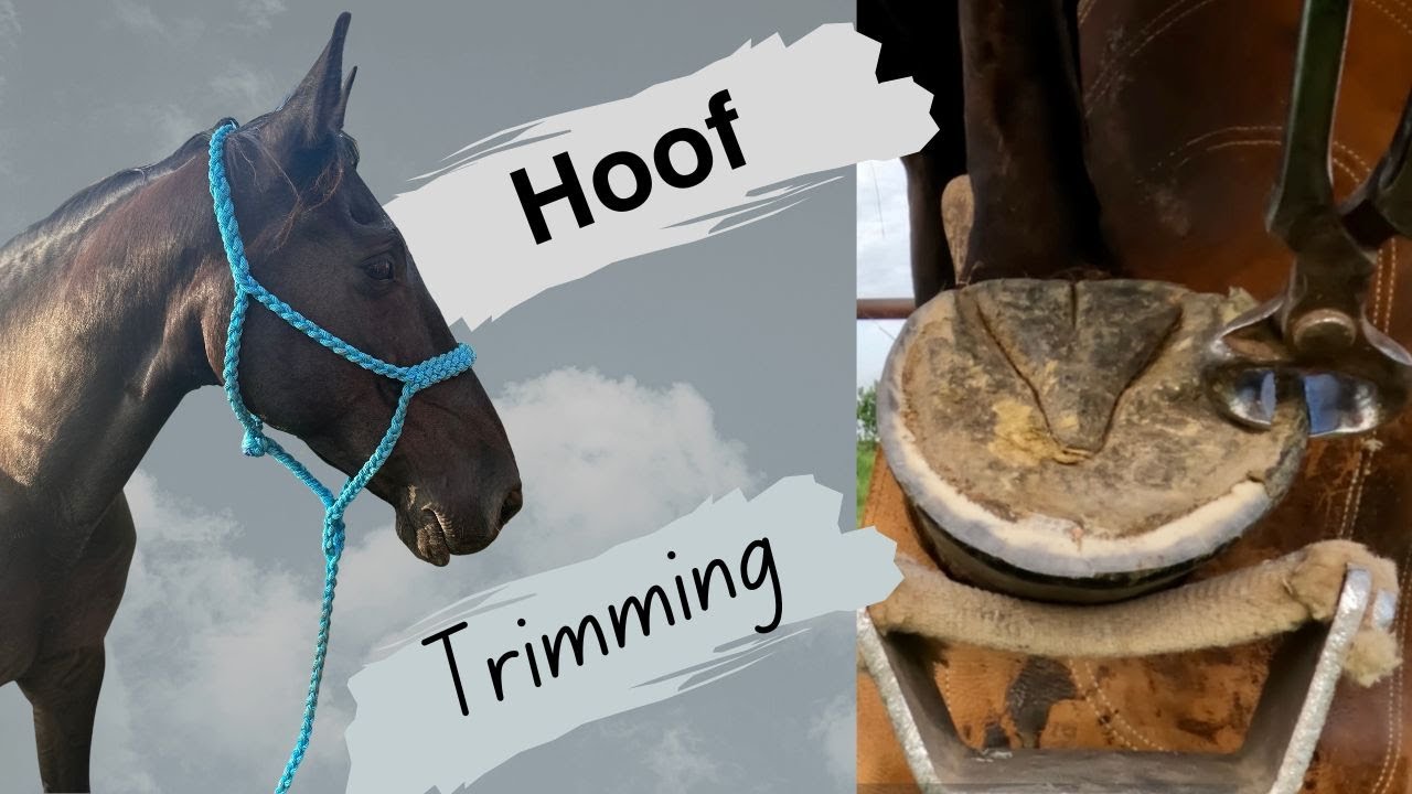 Maintenance Trim on a Tennessee Walker Mare