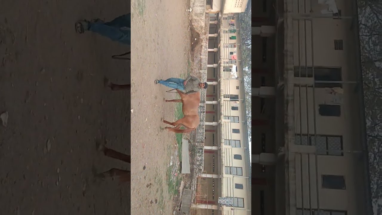 આવા પંજાબ બ્લેક ઘોડા રામમઢી સુરત 