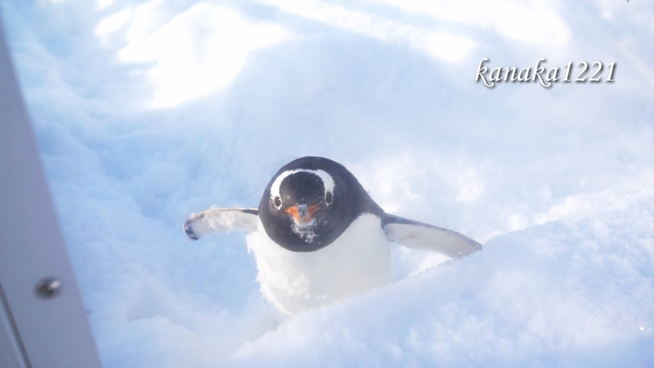 旭山動物園 ジェンツーペンギン37番に捧ぐ-Gentoo Penguin #37's own life