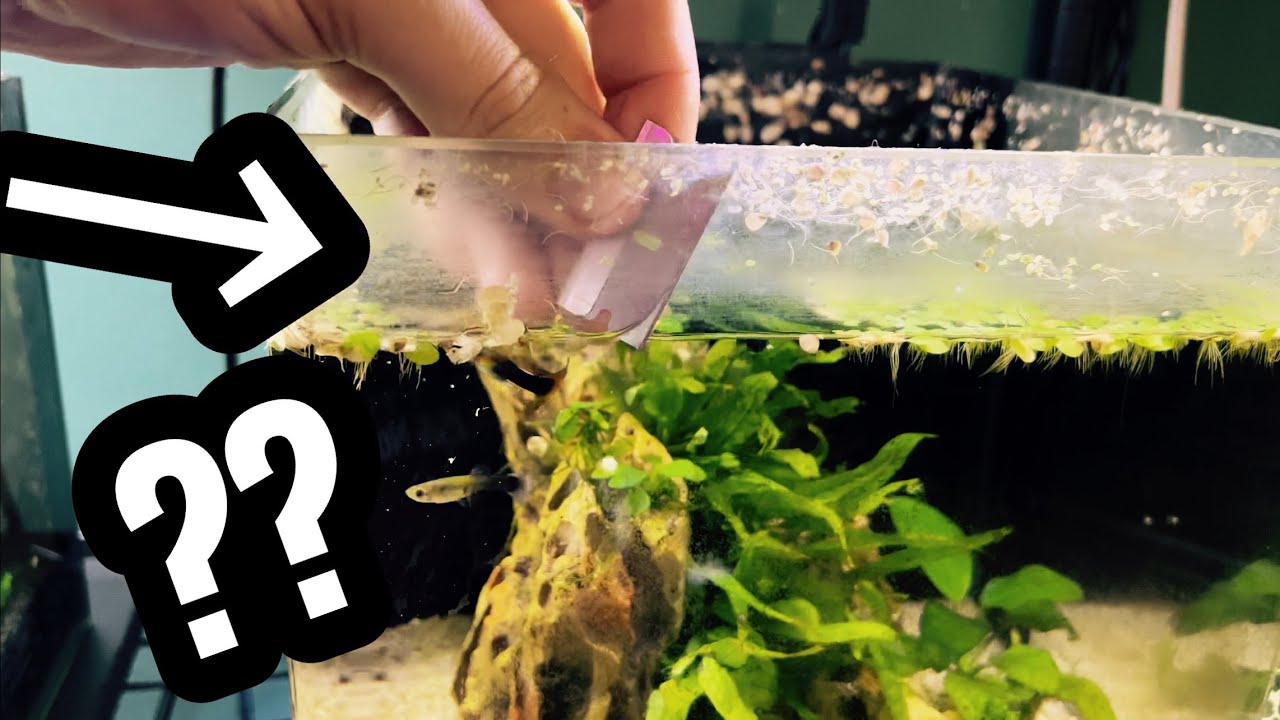 CLEAN Aquarium Glass White Residue