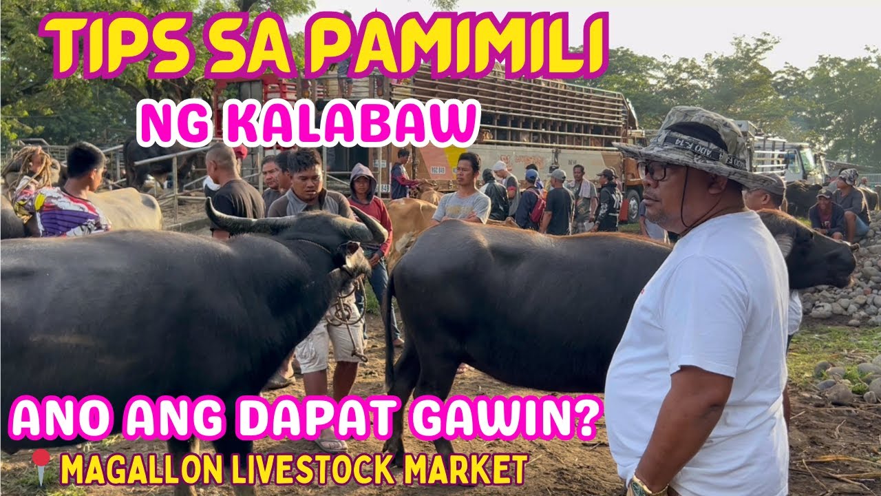 TIPS SA PAMIMILI NG KALABAW | ANO ANG DAPAT GAWIN? | SOLLE'S GANDANG BUHAY