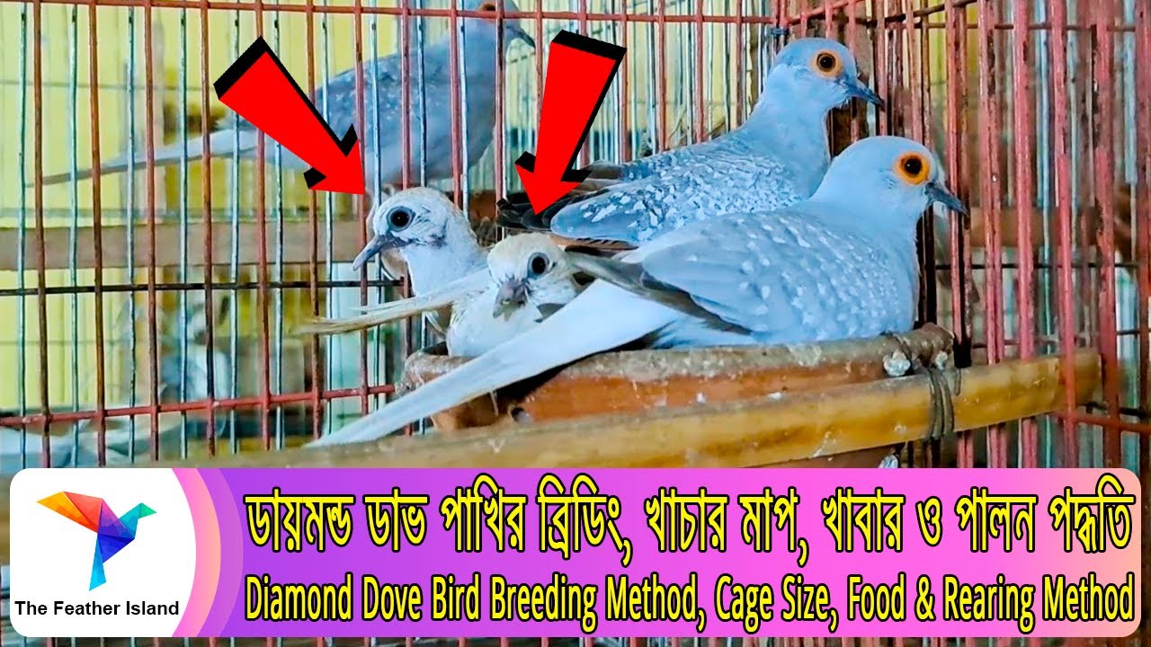 ডায়মন্ড ডাভ পাখির ব্রিডিং,খাচার মাপ,খাবার ও পালন পদ্ধতিDiamondDove Breeding Method@TheFeatherIsland