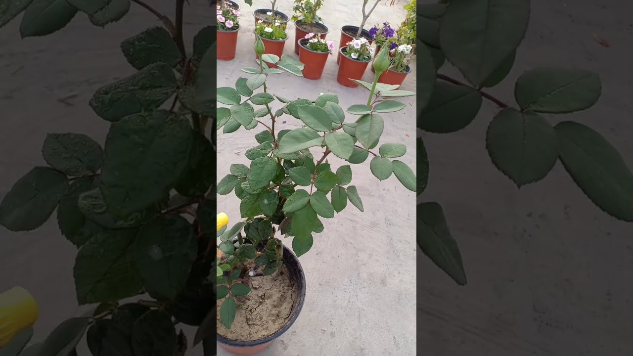 If Rose Plant Not Flowering Or Budding ...Then Do This