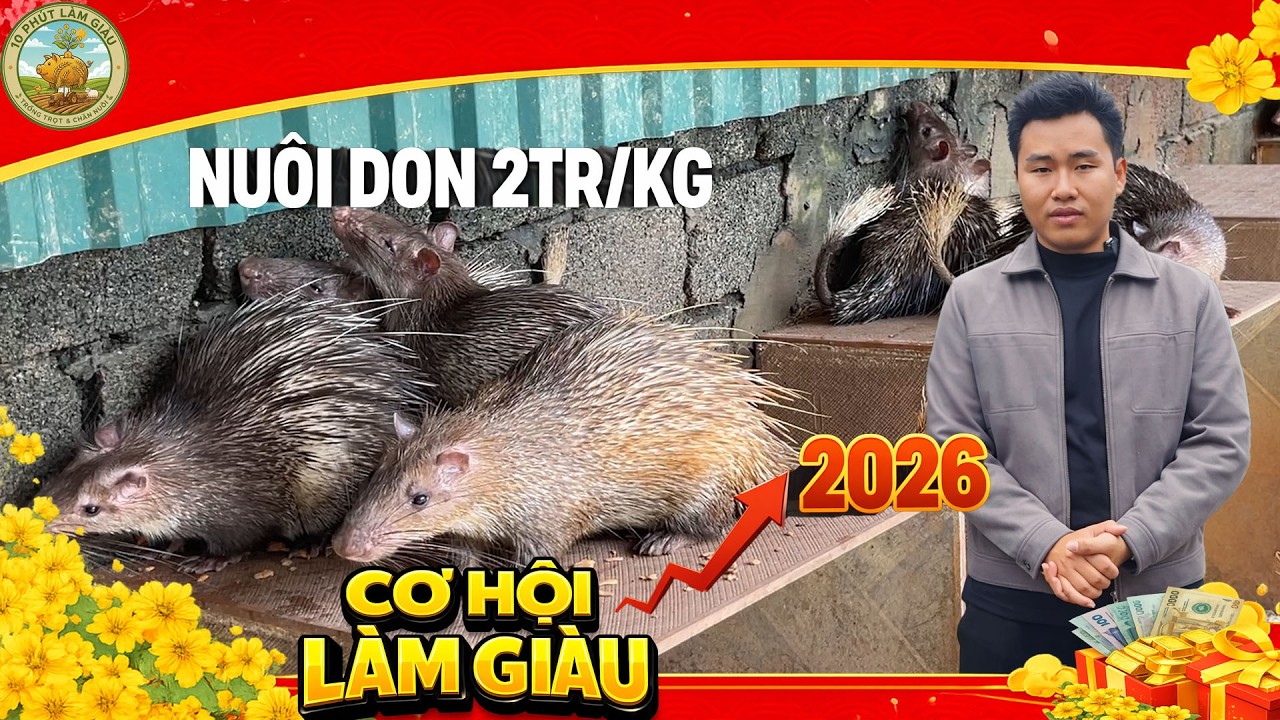 CÂU CHUYỆN CUỐI NĂM 2025: CON DON 2 TRIỆU/KG – CƠ HỘI LÀM GIÀU 2026 |10 PHÚT LÀM GIÀU