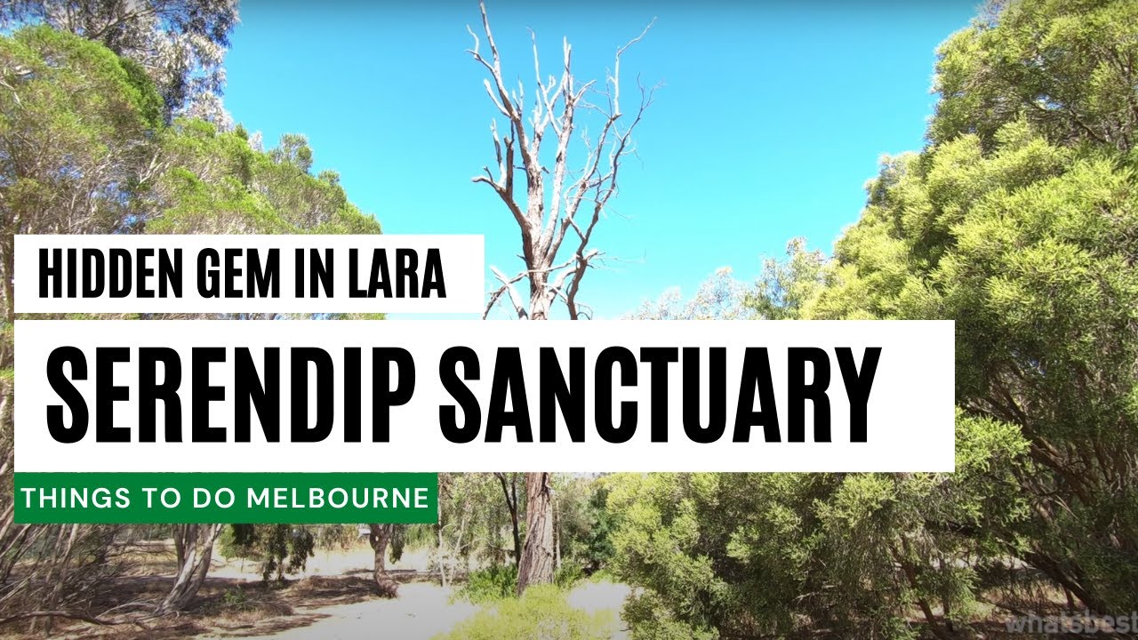 Serendip Sanctuary Lara - Amazing wildlife sanctuary near Geelong!