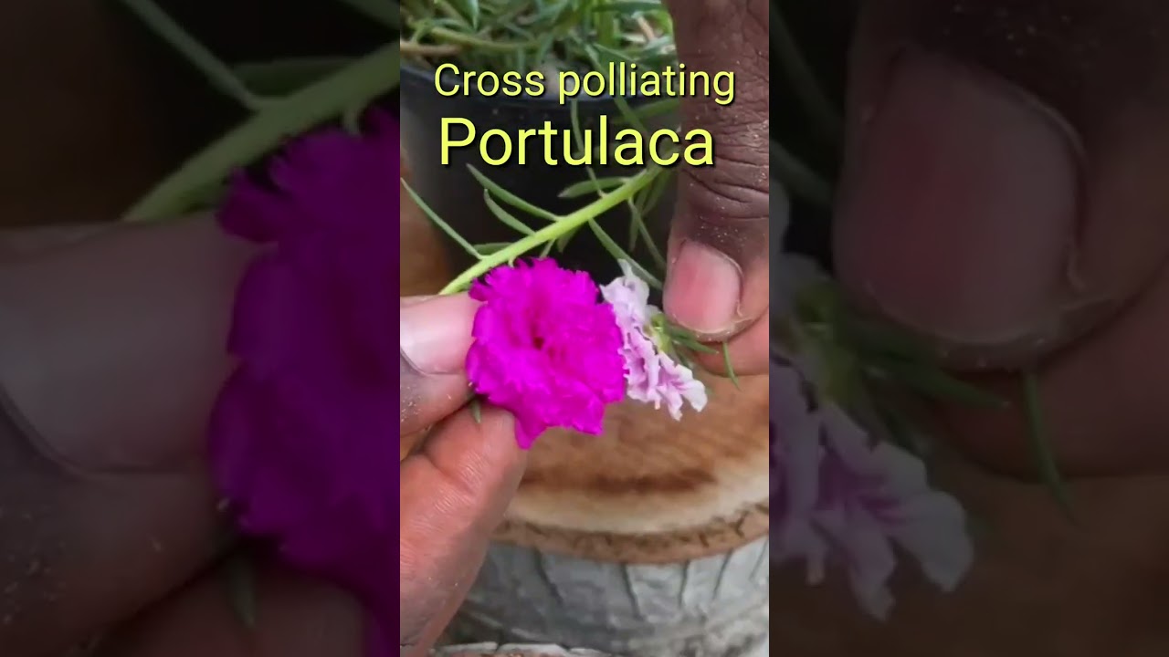 How to Cross Pollinating Portulaca #shorts #portulaca