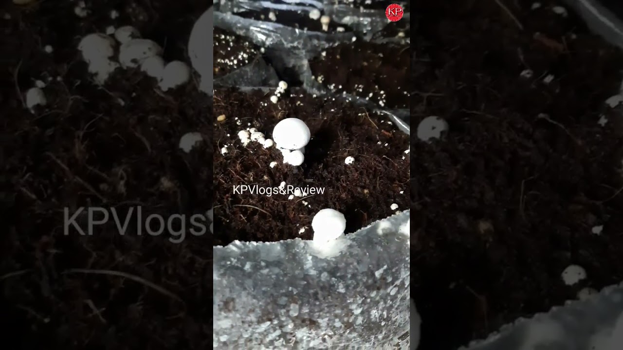 Button Mushrooms Farming 🍄 || HI Tech AC Mushroom Farm ||
