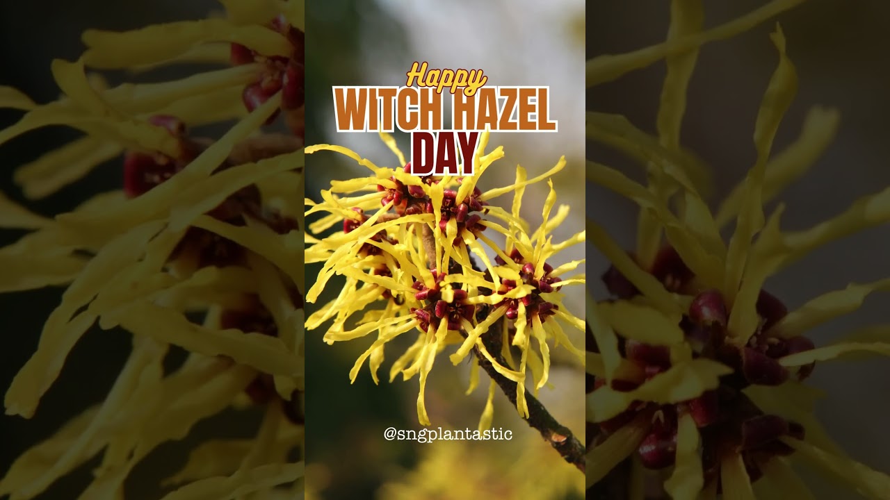 National Witch Hazel Day #SnGPlantastic #WitchHazel #PlantMagic #BotanicalBeauty #PlantLove